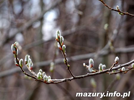 Wiosna na Mazurach