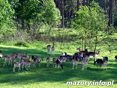 Mazurskie
                  Safari