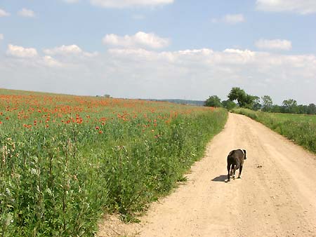 Radziejwka